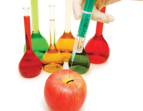  Close up view of a gloved hand injecting dye in to an apple