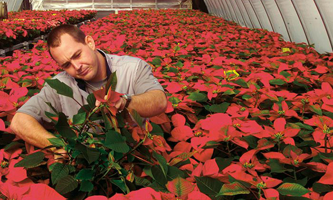 Landscaper in plant greenhouse with red poinsettias