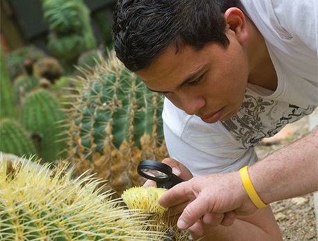 Man examines cactus plant with magnifying glass