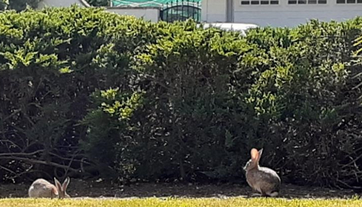 2 bunnies on the grass