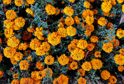 Marigolds - Day of the Dead