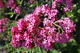 pink flower