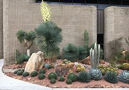 succulent and cactus garden