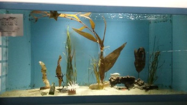 Eelgrass exhibit