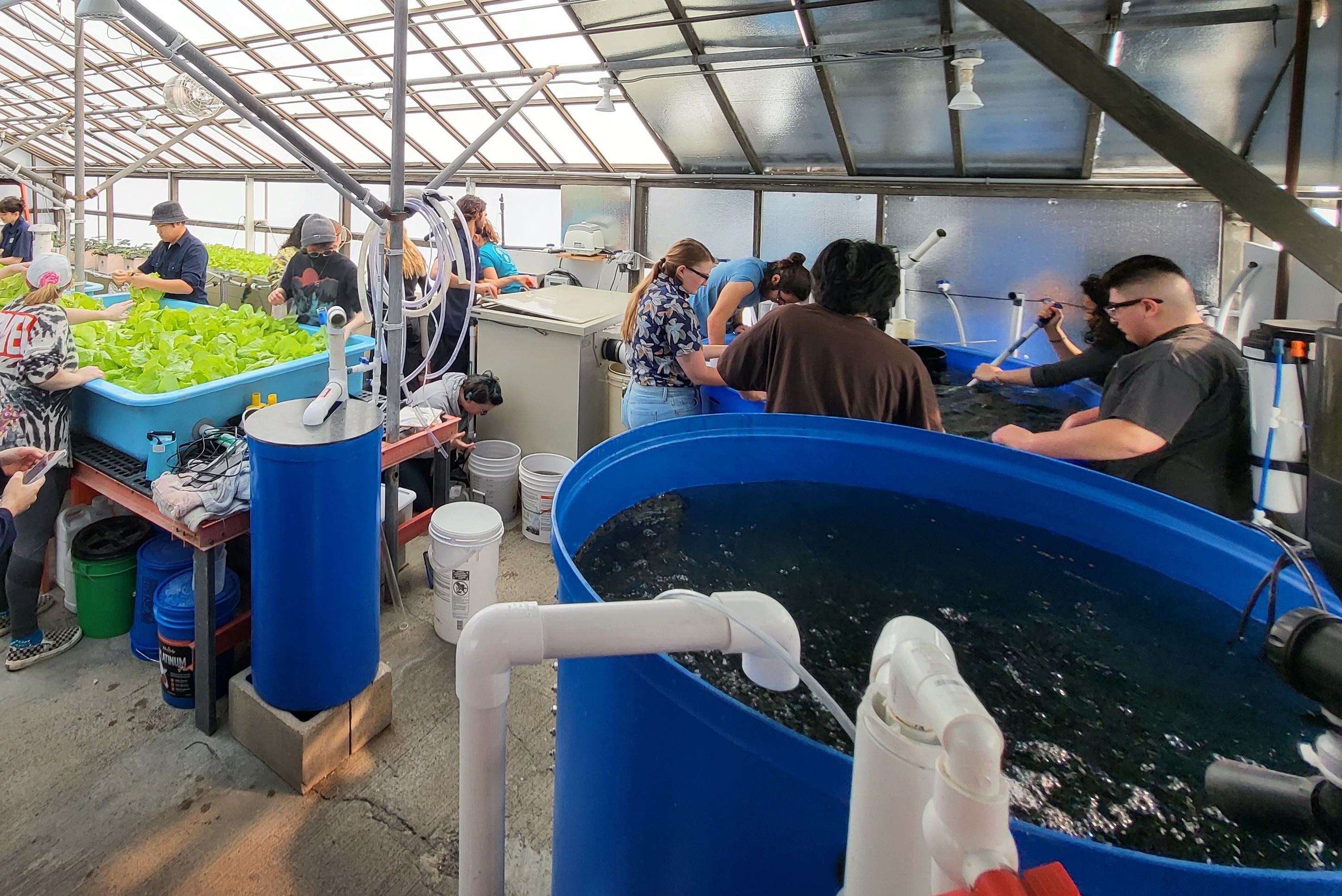 Students working in the aquaculture demonstration greenhouse