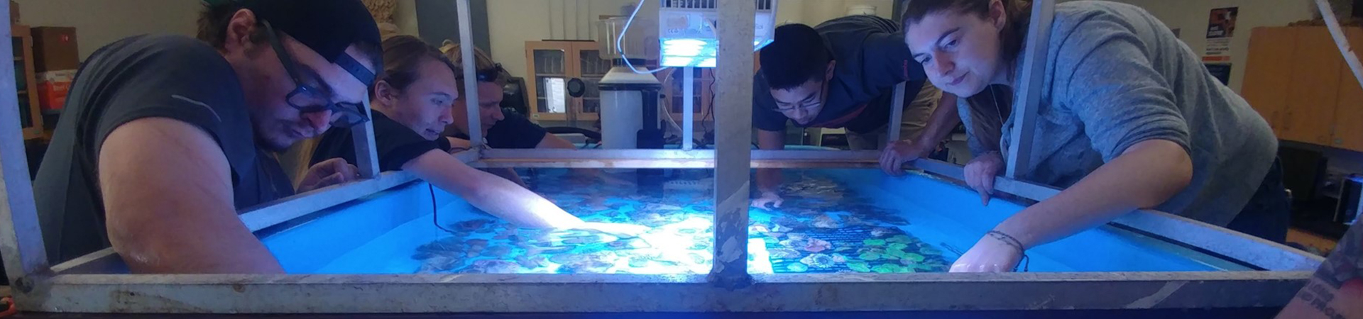 Students maintaining a coral quarantine system