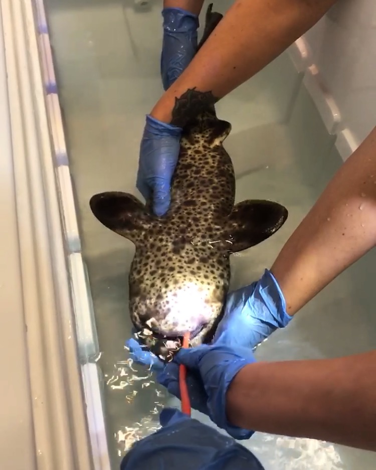 Tube feeding a swell shark with a goiter.