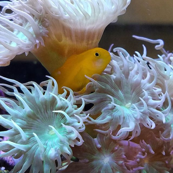 Small fish hiding in coral polyps