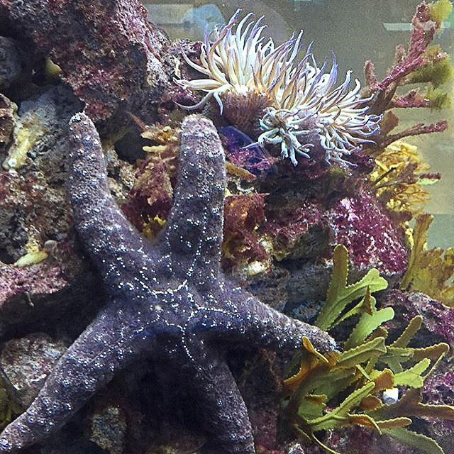 Sea star on rock wall in headlands exhibit