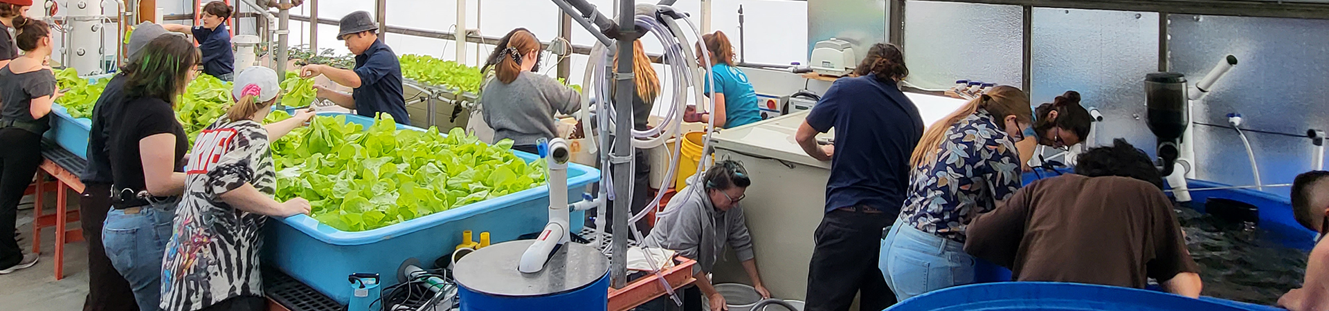 Students working with fish tanks and plants