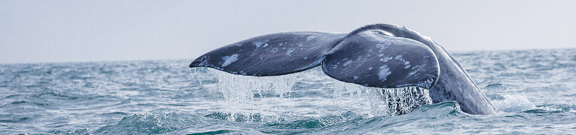 Gray whale ecology trip fluke siting