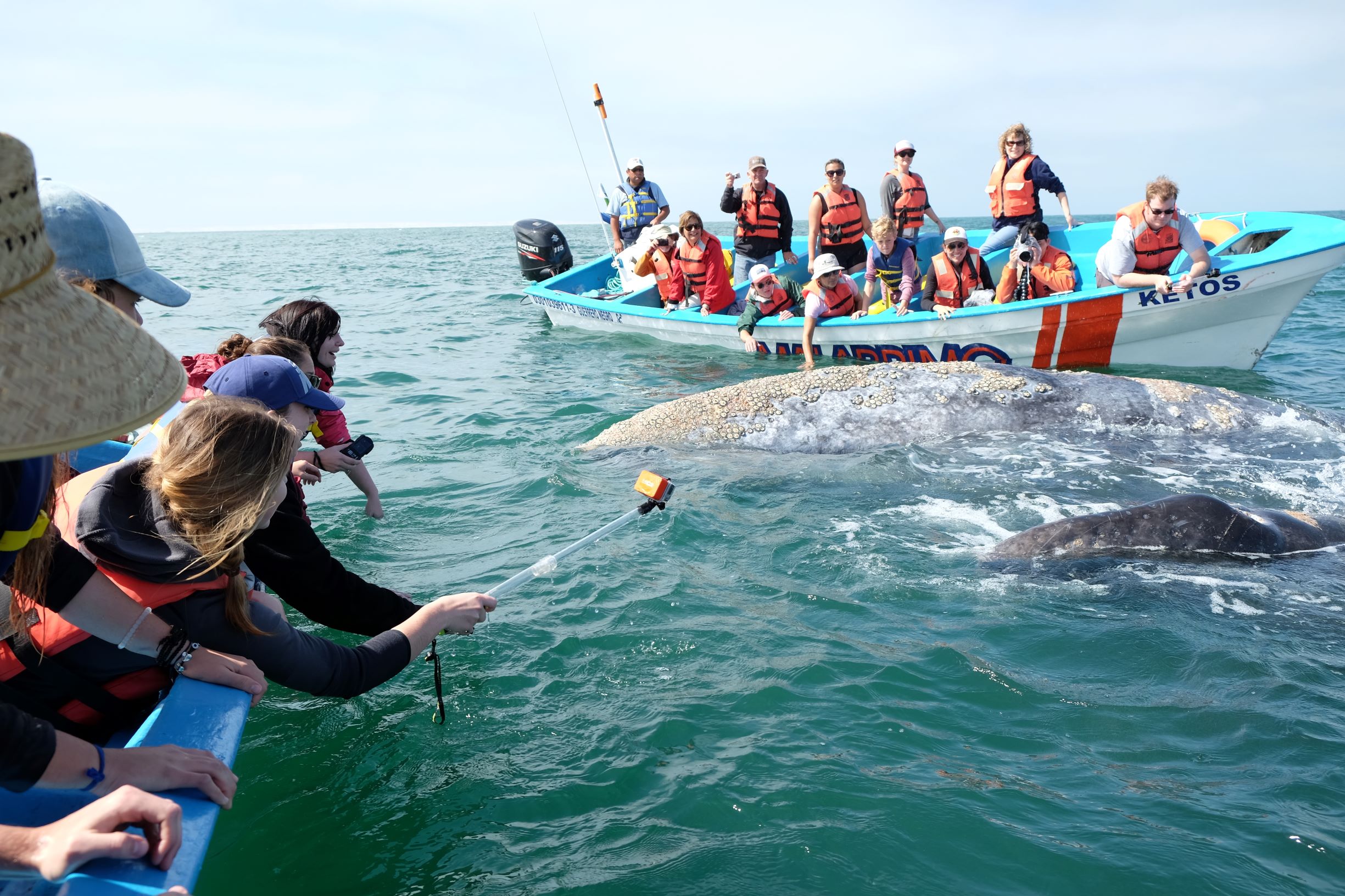 Students watching gray whales in Baja