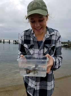 Marine science student getting ready to release our aquacultured white sea bass