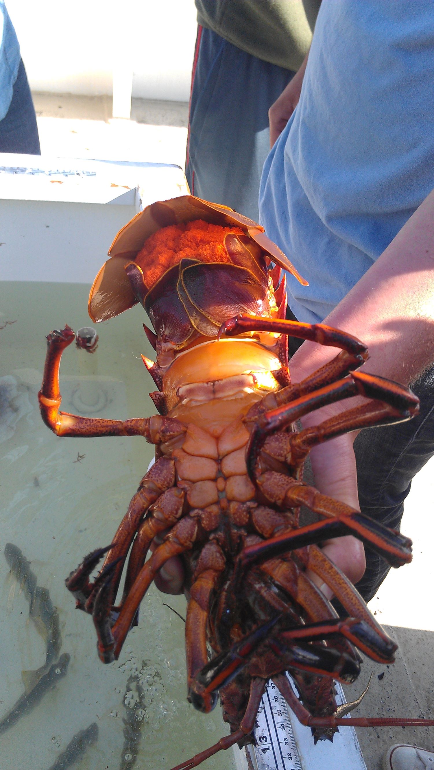Student holding a lobster