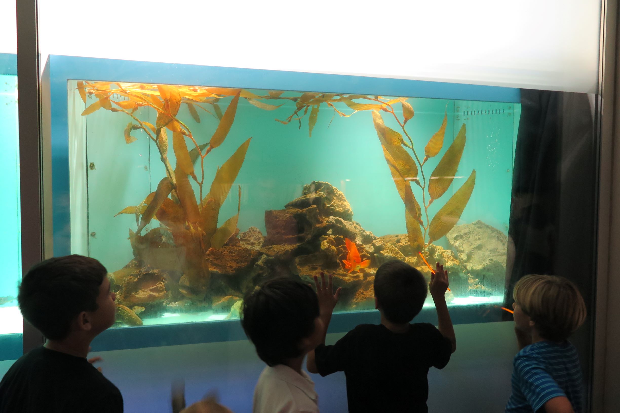 Children looking at an aquarium