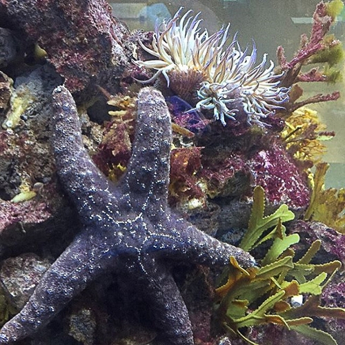A starfish in aquarium tank