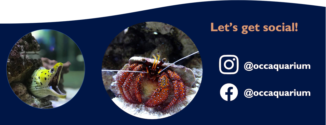 a social media banner with a picture of an eel and a hermit crab with @occaquarium next to a Facebook logo and an Instagram logo