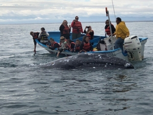 Group of student spotted whales during gray whale ecology field trip
