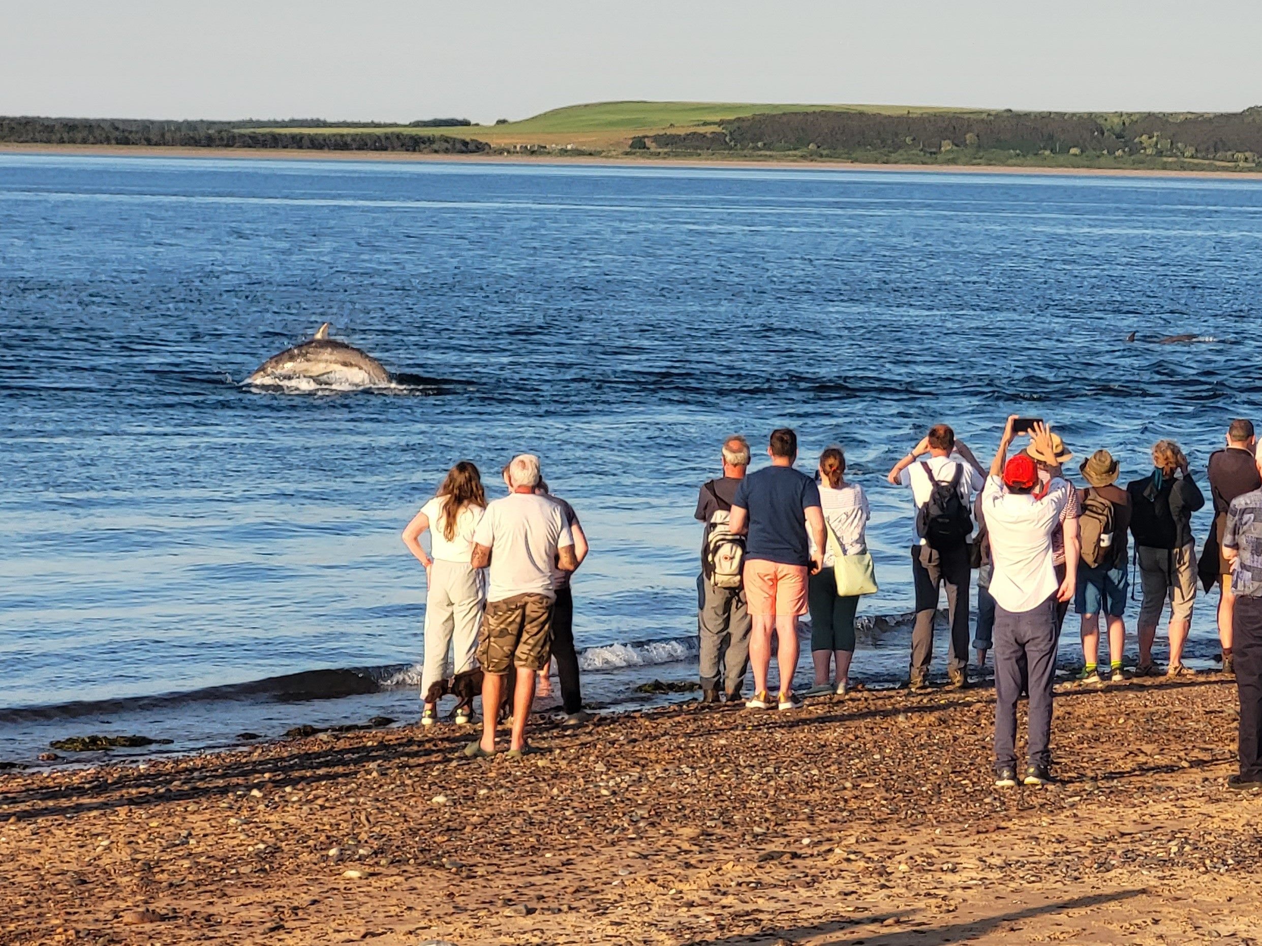 People watching dolphins at Chanonry Point
