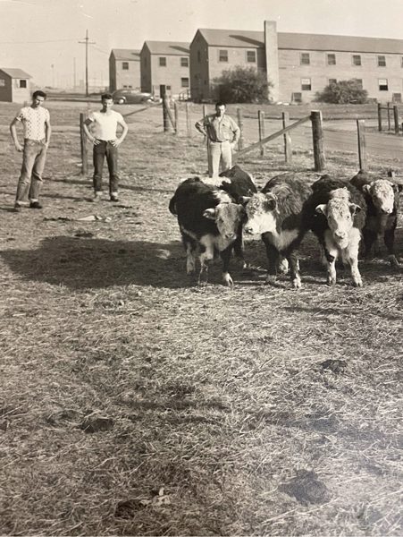 3 students on a farm with cows