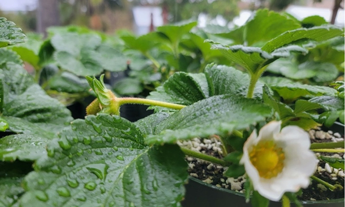 A close-up of some potted plants.