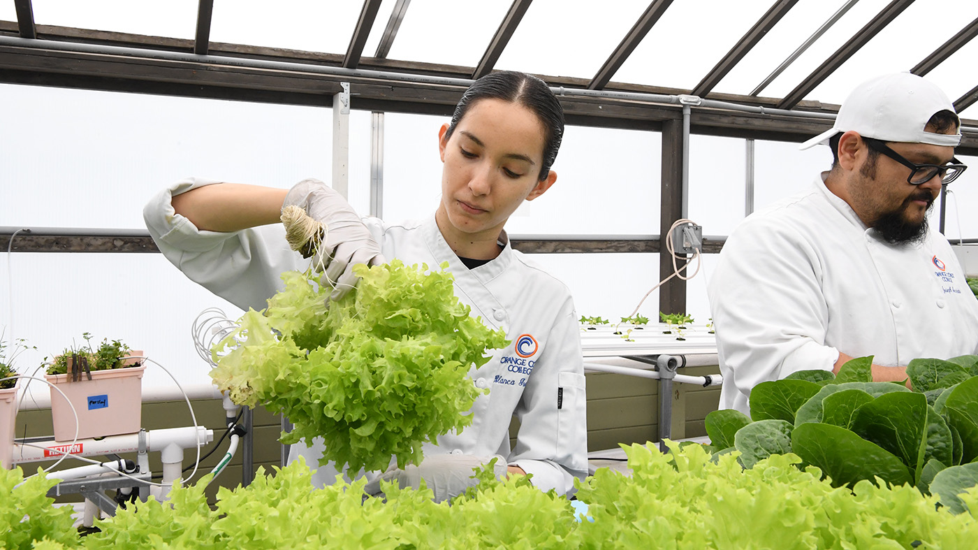 person grabbing a head of lettuce from inside an aquaponics lab