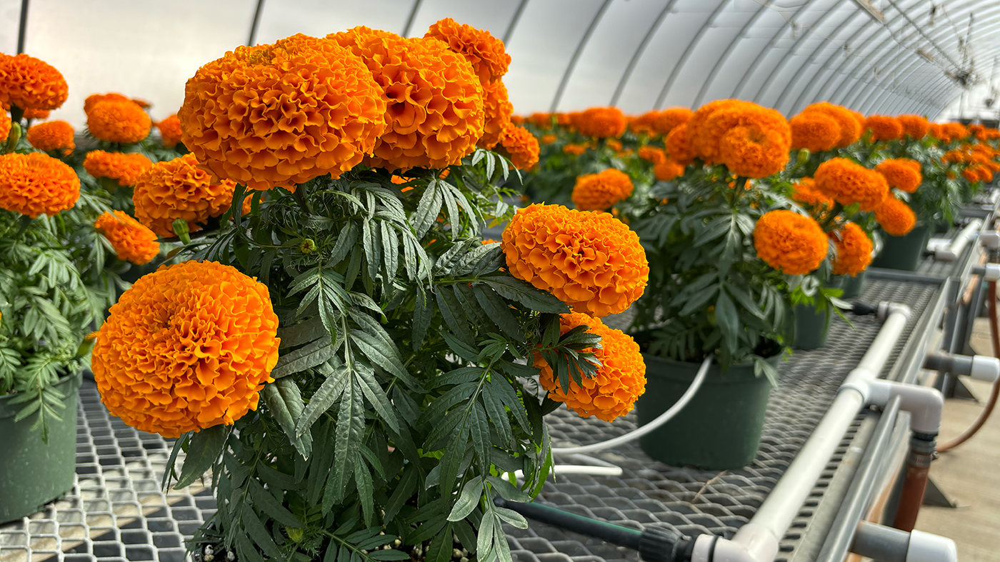 Row of potted marigolds inside a greenhouse