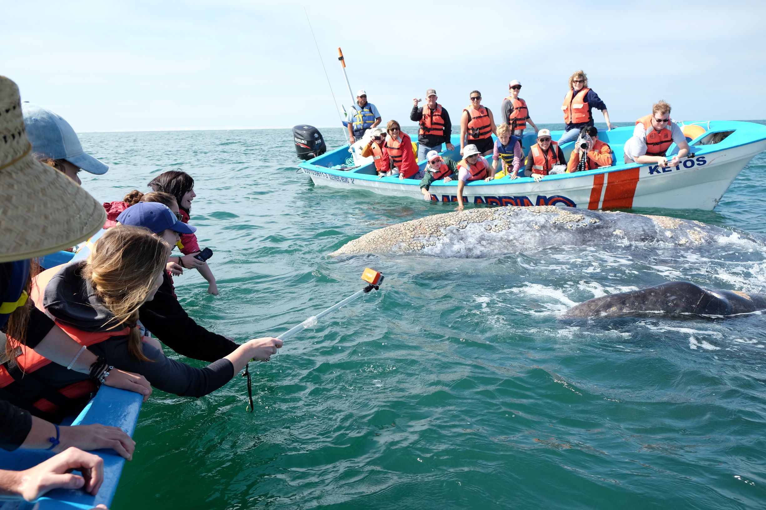 Whale and Panga Boat 